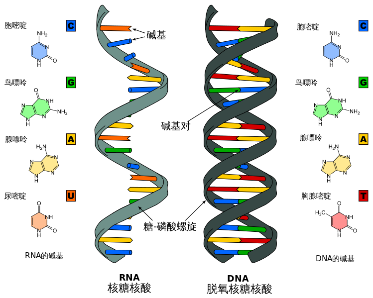 File:Difference DNA RNA-ZH.svg